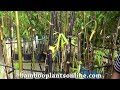 bambusa lako or black bamboo from bamboo plants online