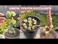 Useful tips for succulents | 多肉植物| 다육이들 | Suculentas