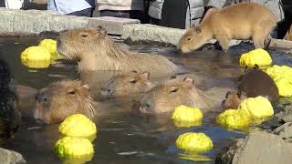 鬼柚子の湯 (伊豆シャボテン動物公園)