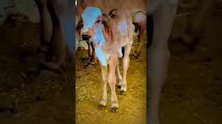 KRISHNA GIR COW 🐄🐄🐄🐄🐄🐄🐄🐄🐄🐄🐄🐄🐄🐄🐄🐄🐄🐄🐄🐄 SUBSCRIBE# LIKE# SHER # 🐄🐄🐄🐄🐄🐄🐄🐄🐄🐄🐄🐄🐄🐄🐄🐄🐄🐄