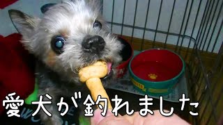 【ヨークシャテリア】愛犬が釣れました【Yorkshire terrier】