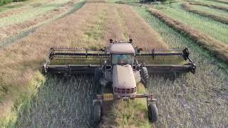 macdon 150 windrowing canola and straw 2023