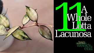 A WHOLE LOTTA LACUNOSA - 11 Hoya Lacunosa - Giant Leaf, Durian Perangin, Laos, M