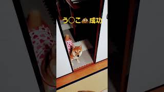 ゴン志くん🐶父ちゃんがいなくても大丈夫そうやな！安心しました❗いつ見てもかわいいな。💟#豆柴　#柴犬　#うんこ　#豆柴のいる暮らし 　#かわいい