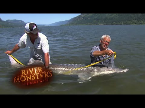 Monster VAMPIRE FISH - Amazon River Monsters - YouTube