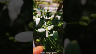 জীবনের বাস্তবতা 🌿🥀🌱 #nature #greenviews #shortsvideo #বাস্তবতা #জীবনের_কঠিন_বাস্তবতা_নিয়ে_কিছু_কথা