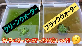 【グリーンウォーター】【ブラックウォーター】2種類の飼育水、針子にとってはどっちが良いの？（前編）/ 針子の餌 ”微生物の素”/ ウォーターフード作り【ググりながら楽しくメダカを育てるVlog】