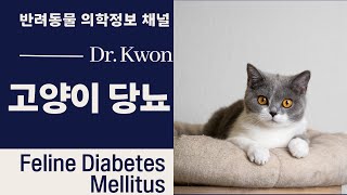 #31 [고양이 당뇨: Feline Diabetes Mellitus] LA Pet Care Dr. Kwon_반려동물 의학정보 채널