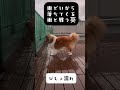 雨どいから落ちてくる雨と戦う葵 癒し シェットランドシープドック 可愛い shetlandsheepdog sheltie puppy シェルティ 犬のいる暮らし pet