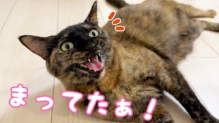 パパのお風呂あがりが嬉しすぎるサビ猫