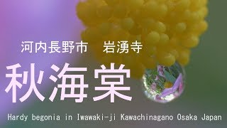 秋海棠　岩湧寺　大阪府河内長野市　2018（Ⅱ） Hardy begonia in Iwawaki-ji Kawachinagano Osaka Japan