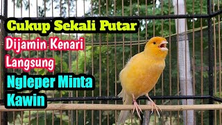 Suara Pancingan Kenari Kawin ampuh menaikkan birahi kenari Langsung minta KAWIN