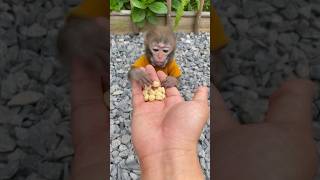 #funny #viral #shortvideo #trending #viralvideo #monkey #animals #cute #shorts #short