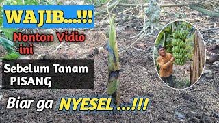 ilmu PENTING...!!! Cara Menanam pisang Agar berbuah SUPER...!!!