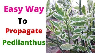 Easy Way To Propagate Pedilanthus || Devil's Backbone || Euphorbia Tithymaloides