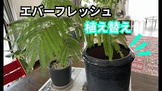 【用土は再利用！】エバーフレッシュの植え替えやってみました♪