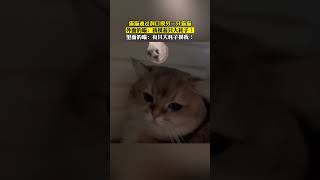 猫猫通过洞口摸另一只猫猫 外面的喵 我摸着只大耗子  里面的喵 有只大耗子摸我 #猫咪