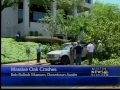 massive oak tree 125 years old fell down