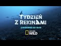 700 rekinów oglądaj tydzień z rekinami na nat geo wild