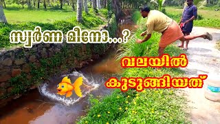 നാട്ടിൻപുറത്തെ വലവീശൽ  | Unbelievable Cast Net Fishing Video।Catching Lot of fish by cast net