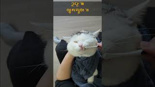 고양이 양치질 하는법 ㅣ 상위1% 귀여운 천재 고양이 양치 시키기#shorts #cat #집사