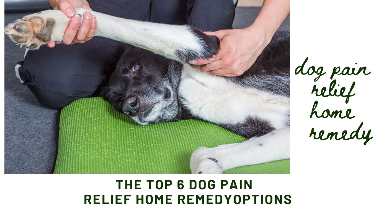 Dog Pain Relief Home Remedy | The Top 6 Dog Pain Relief Home Remedy ...