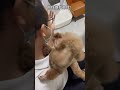 挑战回家不撸猫猫狗狗 dog poddledog 可爱 萌 狗 狗狗