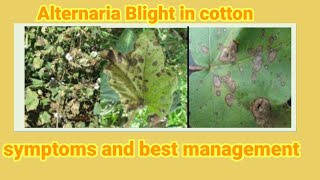 alternaria blight in cotton and management by research ghate