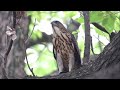 吃太大口了 差點噎到 鳳頭蒼鷹幼鳥