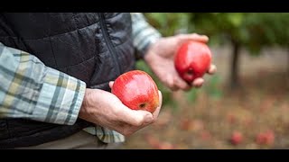 Giant Stories: Honeycrisp Apples