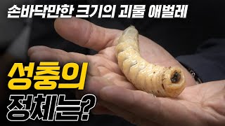 광릉숲에 나타난 거대 곤충의 정체는? (번식 장면 최초 공개)