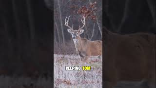 A Muzzleloader Deer Hunt!