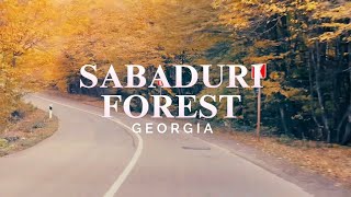 Georgia tour SABADURI Forest ജോർജിയയിലെ സബാദുരി വനമേഖല