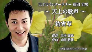 藤岡宣男ー待宵草