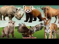 Happy Animal Moment, Familiar Animals Sounds: Otter, Red Panda, Gnu, Rhinoceros - Animal Paradise