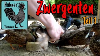 Zwerg Enten 🦆 Haltung \u0026 Zucht Teil 1 Zuschauerfragen beantwortet