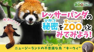 第3回てんのうじどうぶつえんのZOOっとテレビ ｜ 公式HPでプレゼント企画実施中！ 天王寺動物園｜2022 9月4日放送