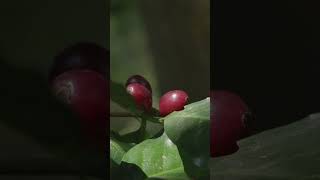 Delicious Red Berries Hanging in a Tree