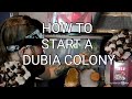 Complete Guide To Starting A Dubia Colony