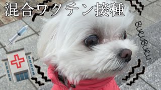 【マルチーズ】病院が怖くてブルブル震える犬