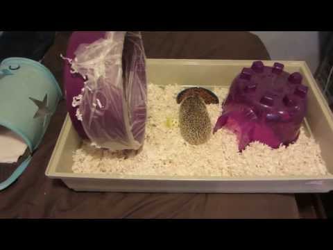 Hedgehog Care Tips: Keeping a Clean Wheel Hedgehog Care Tips: Keeping a Clean Wheel