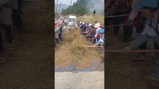 Buckwheat threshing process- Good tools and machinery can increase work efficiency