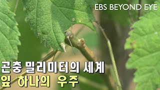 곤충 밀리미터의 세계 - 잎 하나의 우주 ㅣInsect Millimeter World - One-Leave Universe