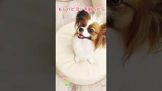 もしパピヨンを飼ったら　#shorts