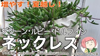 115【多肉植物】ネックレス系多肉を増やす夏越し！グリーン・ルビネ・ドルフィン・保険株を作ろう！