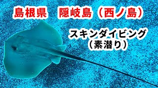 島根県隠岐島（西ノ島）スキンダイビング（2024年8月）