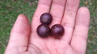 Flacourtia jangomas (Indian Coffe Plum, Scramberry)