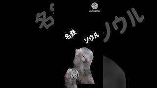 赤味噌事変の反応 #猫ミーム  #プロ野球