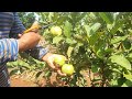 Fresh guava having in Farm.