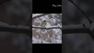 4K Winter Wonderland: Birds and Bird Sounds in Snowfall #goldfinch  #winterbirds #